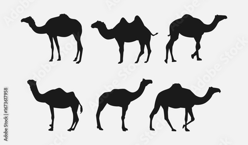 set of silhouettes of camel with different poses, gestures. isolated on white background. vector illustration.