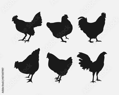 set of silhouettes of chicken hen and rooster with different poses, gestures. isolated on white background. vector illustration.