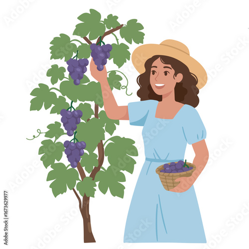 Woman in Straw Hat Harvesting Grapes in Vineyard, Gathering Fresh Fruit in Basket