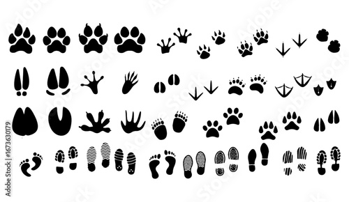 Collection of various animal footprints and human shoe prints, showing different species and sizes.