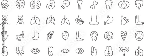 Human Anatomy Icons Detailed Line Drawings of Organs and Body Parts