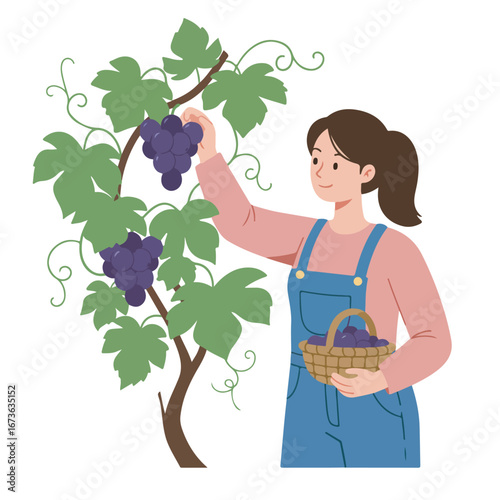 Woman Harvesting Grapes A Delightful Illustration of Winemaking