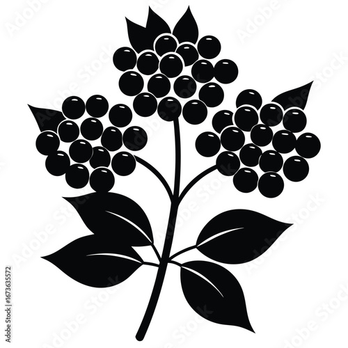 elderberry vector icon