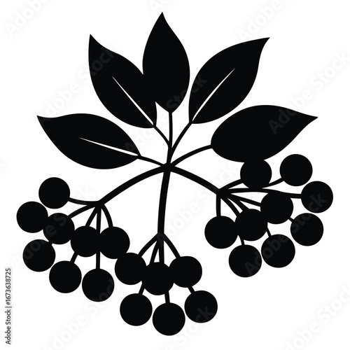 elderberry vector icon  1