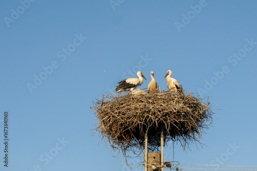 White stork family nests atop a utility pole, silhouetted against a bright blue sky.
