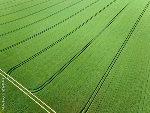 Drone view of a green cornf...
