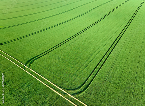 Drone view of a green cornf...