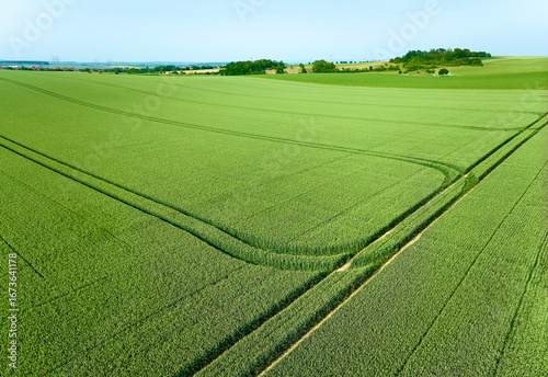 Drone view of a green cornf...