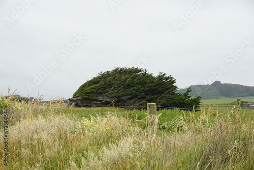 強風でなぎ倒された木　ニュージーランド