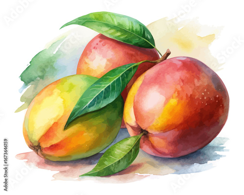 Watercolor tropical mango fruits isolated on white background