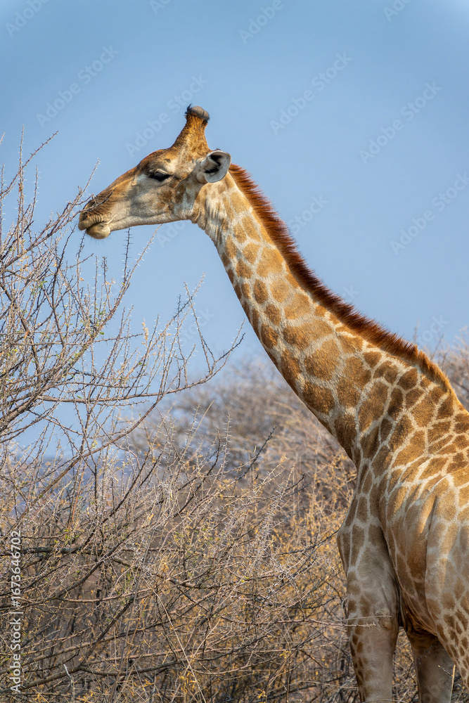 Obraz premium Close up photo of the head and neck of a giraffe, wildlife and game drive in Namibia, Africa