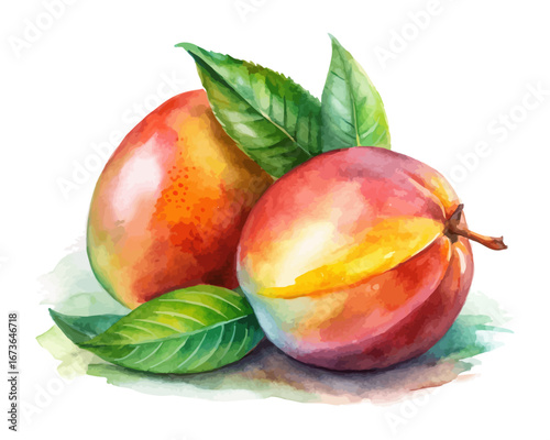 Watercolor tropical mango fruits isolated on white background