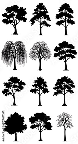 Silhouette Series: Twelve Tree Studies