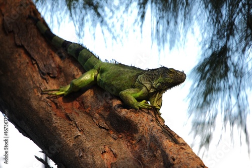 Papier peint iguana on a tree