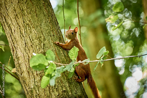 Śliczna Ruda Wiewiórka