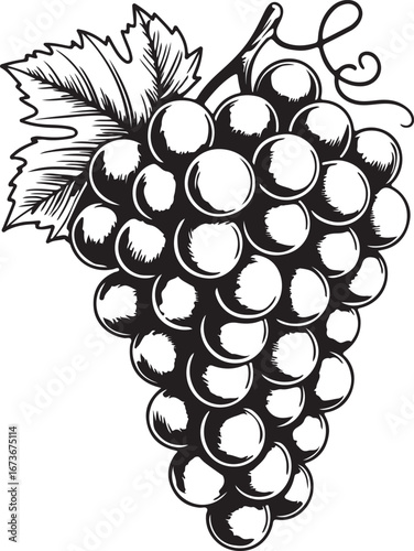 Monochrome Grape Bunch Illustration Image Art