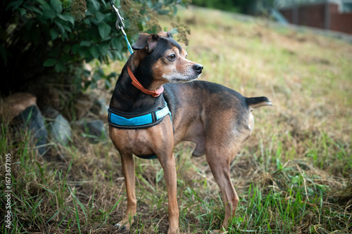 Miniature pinscher frolics on the grass at walk. Selective focus.
