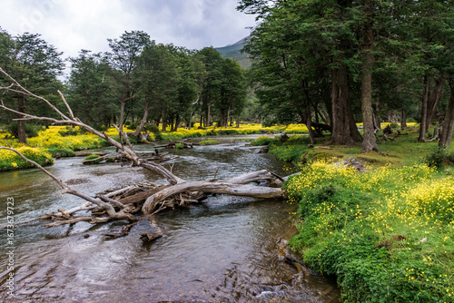 Photos Vibrant yarrow and knapweed flowers bursting through a thick green meadow carpet