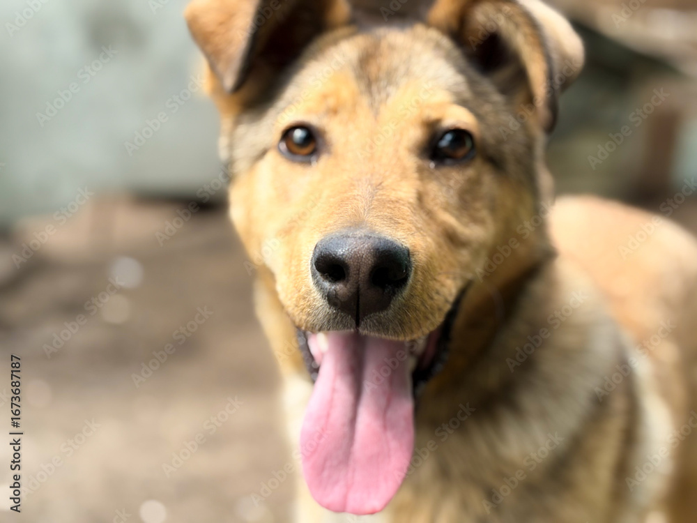 Fototapeta premium Dog with tongue sticking out. A dog in the countryside.