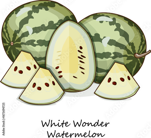 Whole and chopped White Wonder Watermelons or Cream of Saskatchewan Watermelon. Citrullus lanatus. Vegetables. Clipart. Isolated vector illustration.