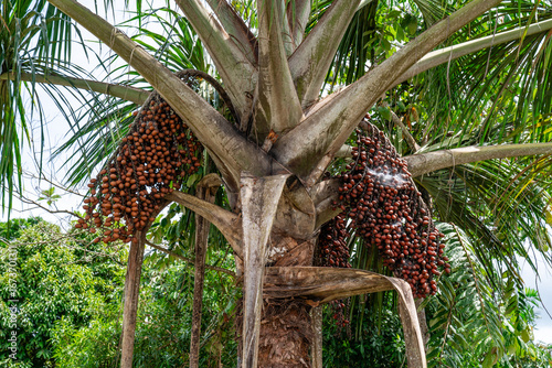 Nahaufnahme reifer Früchte einer Aguaje Palme in der tropischen Wildnis des Amazonas Regenwaldes in Peru