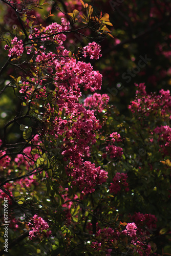 Wallpaper Mural Close-up of Lagerstroemia indica tree pink flowers on a dark background. Lagerstroemia also called Crape myrtle in bloom in the garden Torontodigital.ca