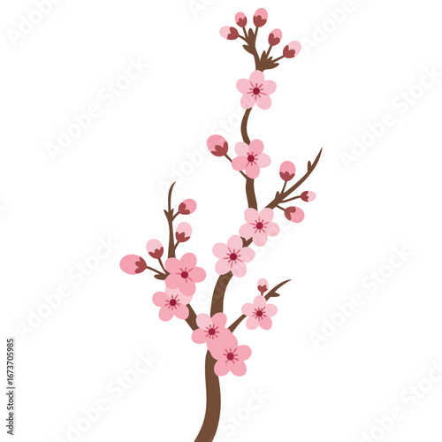 Vector illustration of pink cherry blossom branch sakura isolated on white background, flat style symbol of floral beauty, spring season, delicate flowers and traditional Japanese cultural design