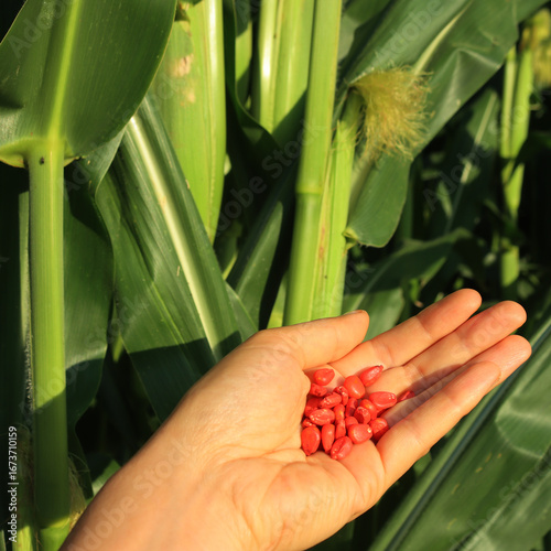 Woman farmer holding red corn seeds against green corn field. Red Chemically treated corn seed ready for planting 