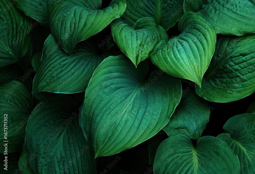 Close-up of lush green leaves (2) Close-up of lush green leaves (2)