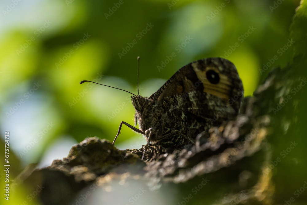 Obraz premium schmetterling