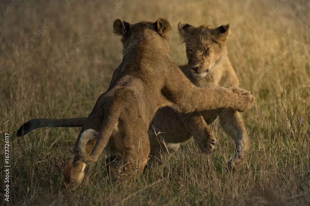 Naklejka premium Playful Interaction of Young Lions in Grassy Plain