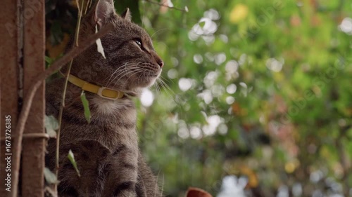 Curious cat explores garden surroundings while perched on a wall among lush greenery