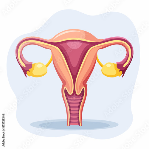 Female Reproductive System Anatomy Illustration