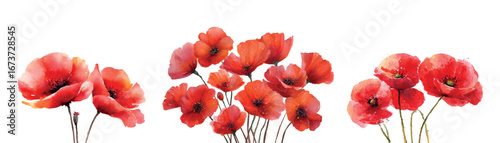 Set of red poppies watercolor. Wild flowers of red poppy with black center. Watercolor magical field and meadow flowers. Watercolor botany. Vector illustration.