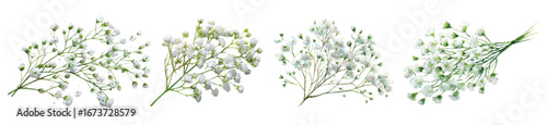 Watercolor set of branches of gypsophila flowers. Branch with white gypsophila flowers on a white isolated background. Elements for wedding invitations and designs. Romantic meadow flowers.