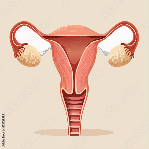 Anatomical diagram of the human female reproductive system. Simplified vector illustration in a flat style for medical and educational infographics
