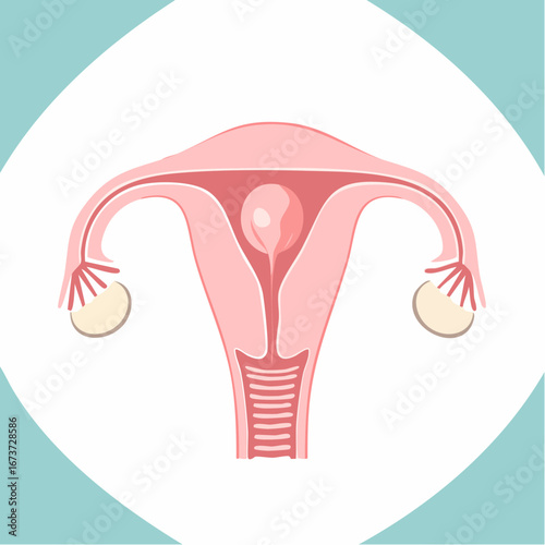 Human Female Reproductive System Uterus, Fallopian Tubes, and Ovaries Illustration