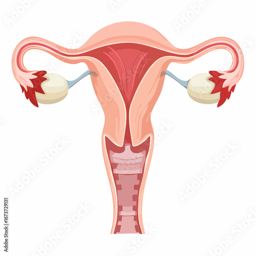 Vector illustration of the female reproductive system