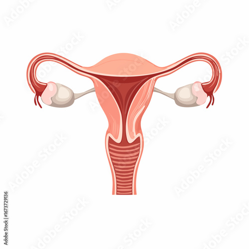 Detailed Illustration of the Female Reproductive System for Educational Purposes