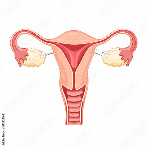 Female Reproductive System Detailed Vector Illustration of Uterus and Ovaries