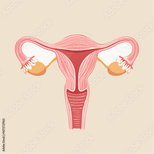 Stylized vector artwork of the female reproductive system, an anatomical infographic diagram