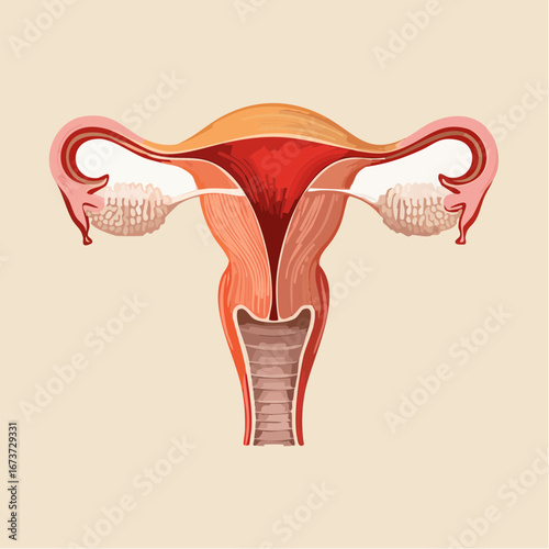 Anatomy of the Female Reproductive System Uterus, Ovaries, and Fallopian Tubes
