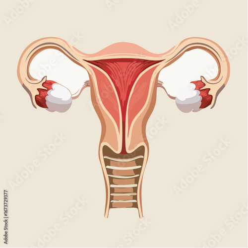 Anatomical Illustration of the Female Reproductive System for Educational Purposes