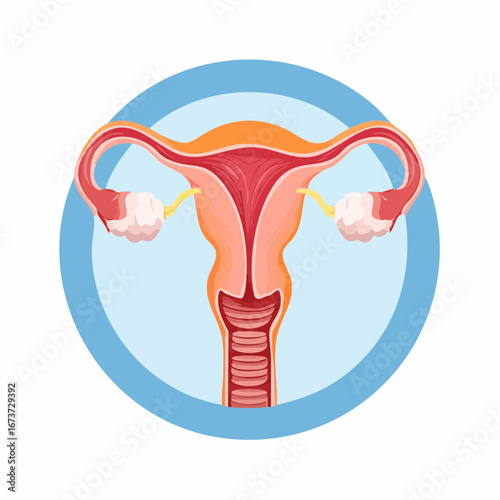 Female reproductive anatomy illustration with uterus, ovaries, and fallopian tubes for biological study