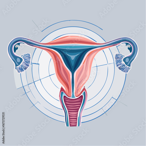 Detailed vector illustration of the female reproductive system with gradient colors, representing anatomy and women's health