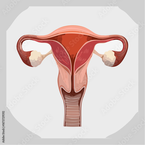 Anatomy of the Human Uterus and Ovaries with Fallopian Tubes