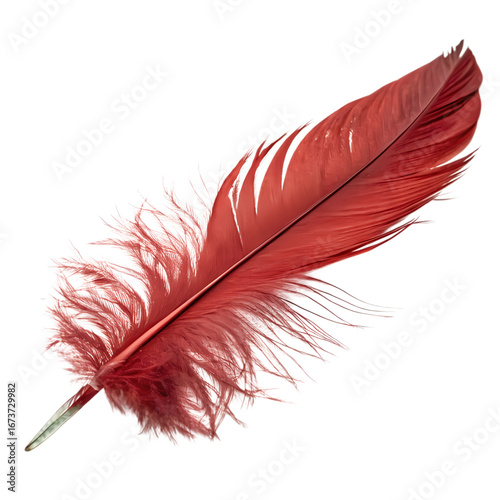 Vibrant Red Feather Quill: A Close-Up View