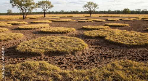 Vast, dry, cracked landscape with small clumps of grass and scattered trees, illustrating the effects of desertification