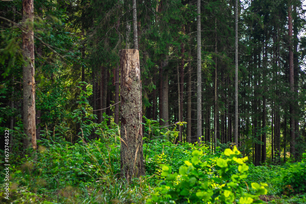 Obraz premium A weathered tree stump stands among thick greenery and tall evergreen trees in a quiet, sunlit forest environment.