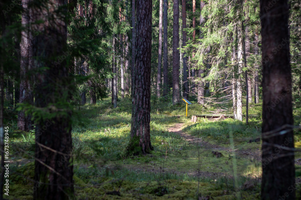 Fototapeta premium Shaded forest trail leading to an educational signpost surrounded by moss, pine trees, and peaceful natural woodland vegetation.